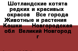 Шотландские котята редких и красивых  окрасов - Все города Животные и растения » Кошки   . Новгородская обл.,Великий Новгород г.